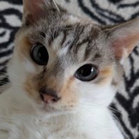 猫の顔
