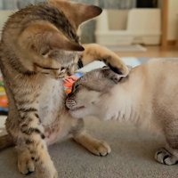 キジトラ子猫と触れ合うマンチカン猫