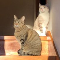 階段にいる猫たち