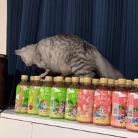散歩する猫