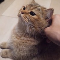 ママ猫をなでなで