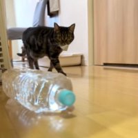 廊下を歩く猫
