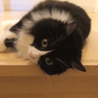 なにかを考えているチコちゃん