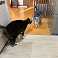 キッチンにいる猫たち