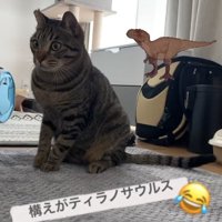 瞳孔を開いて画面左奥を見つめるお座りをした猫