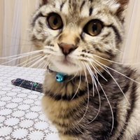 テーブルの上でカメラ目線の子猫