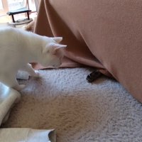 こたつの下の方を見る猫