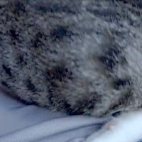 体を回す猫