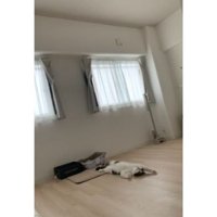 室内にいる猫