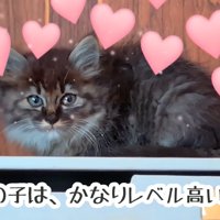 棚の上に座る子猫