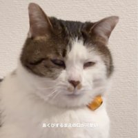 振り返る猫