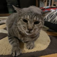 不機嫌な顔の猫