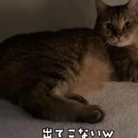 こたつの中の猫