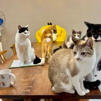 テーブルの上でくつろぐ5匹の猫
