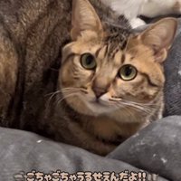 キジトラ猫