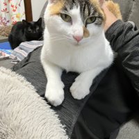 ご主人の上に座る猫