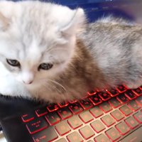 パソコン画面が隠れる位置で横になった子猫