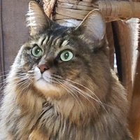 上を見つめるたぬくん