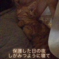 人にしがみついて寝る子猫