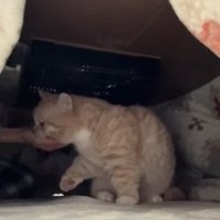 こたつに入れた飼い主の手に軽く噛みついている猫