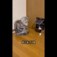 前足をついたあずきちゃん