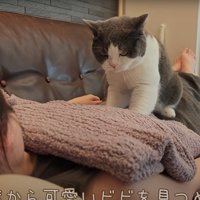 マッサージする猫