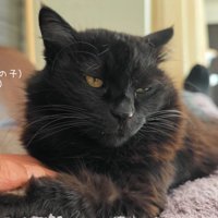 テロップ「名前 モカ（女の子）」