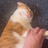 手を撫でられる猫