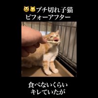 ご飯を口の中に