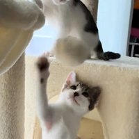遊ぶ2匹の猫