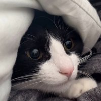 男性に抱きしめられて遠くを見つめる猫