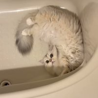 バスタブの中で寝転がる姉ミヌエット