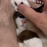 目を開けている猫