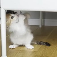 斜め上を見ながら両前足でタグを掴む猫