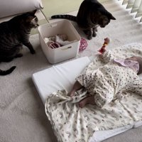 赤ちゃんの横で2匹の猫がオモチャを見つめている