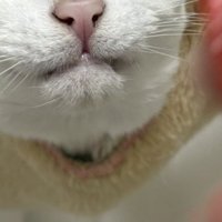 ハンモックから顔を出す猫