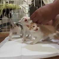 ミルクを飲む猫