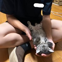 仰向けで熟睡する子猫