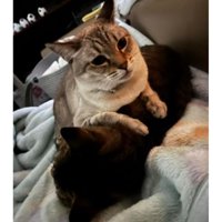 室内にいる猫たち