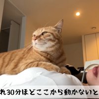 女性のおなかに乗る猫
