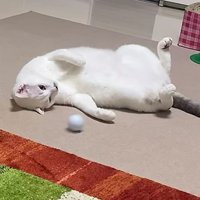 へそ天でゴルフボールを眺める猫