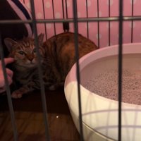 ケージに入った子猫