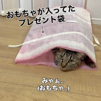 袋に入った猫