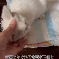 顔をなでられる子猫