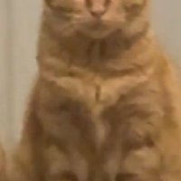座る猫