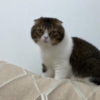 ソファの背もたれ部分に乗りこちらを見る猫
