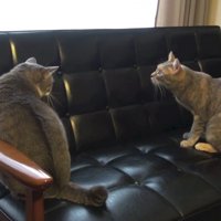 何か思い出したように上を向く猫