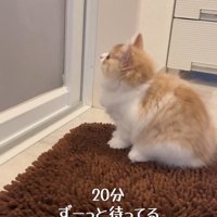 ドアを見上げる子猫