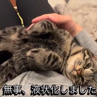 飼い主の膝の上でとろける猫