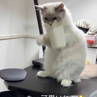 コップを取る猫